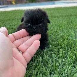 Happy - Black and white female Shih Tzu puppy in Porterville, California from Moore Shih Tzus