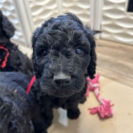 Bella, Dark Pink Girl - Black female Poodle puppy in Gainesville, Georgia from Rose’s Goldendoodles & Standard Poodles