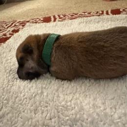 Girl 3 - Red female Shiba Inu puppy in Rohnert Park, California from Shiba Inn