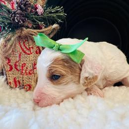 Goldendoodle Puppies from Goldendoodle Baby