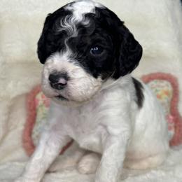 Jersey - Parti male Goldendoodle puppy in Cleveland, Georgia from The O.G. Doodles