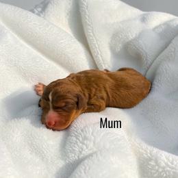 Mum - Sable female Aussiedoodle puppy in Ellenburg Center, New York from Kristin's Puppies