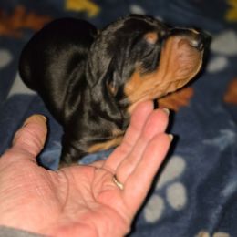 Duke - Black and tan male Dachshund puppy in Edinburg, Virginia from Hunter Lane Dachshunds