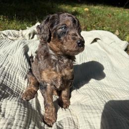 Pickerel - Parti female Poodle puppy in Troy, New Hampshire from SP Standard Poodles