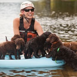 Poodle Puppies from Wispynook Poodles