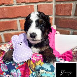 Gomez Addams - male Australian Mountain Doodle puppy in Corydon, Indiana from Ridgeline Doodles