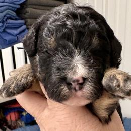 Black collar boy - Tri-color male Bernedoodle puppy in Lake, Michigan from 3 King Doodles & Poodles