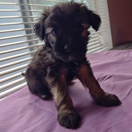 Jin - White and black male Chinese Crested puppy in San Antonio, Texas from Charming Cresteds Kennel