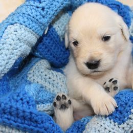 Golden Retriever Puppies from The Golden Garden