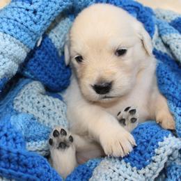 Golden Retriever Puppies from The Golden Garden