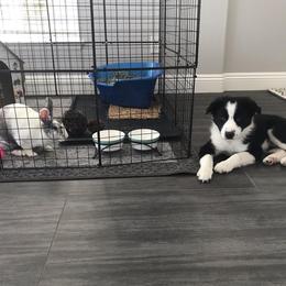 Border Collie and Maremma Sheepdog Puppies from 2J 2K Border Collies & Maremma Sheepdogs