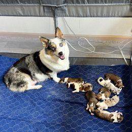 American Corgi puppies from Dazie Lou’s Corgis