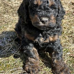 Cockapoo Puppies from M&M Cockapoos