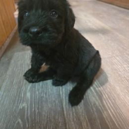 Red Girl - Black female Giant Schnauzer puppy in Moberly, Missouri from Tseekhah (Complete Darkness) Kennel