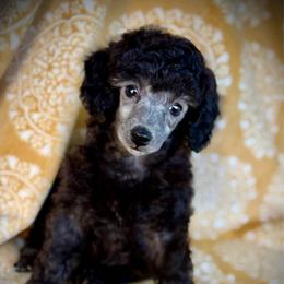 Mochi - Silver male Poodle puppy in Marsing, Idaho from Araceli Toy Poodles