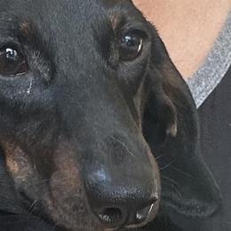 Tempy - Dachshund