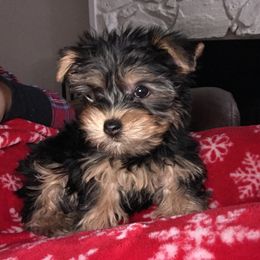 Biewer Terrier and Yorkshire Terrier Puppies from York Town California
