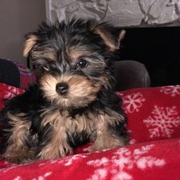 Biewer Terrier and Yorkshire Terrier Puppies from York Town California