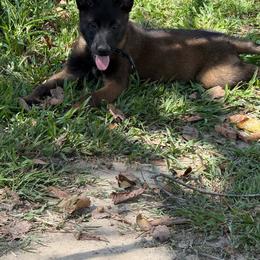 Brown - Mahogany male Belgian Malinois puppy in Saint Amant, Louisiana from Mercy Kennels