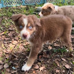 Boy 3 - Red tri-color male Australian Shepherd puppy in Lakeland, Florida from Infinite Aussies