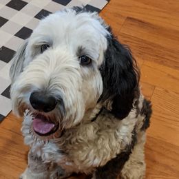 Tessa - Sheepadoodle