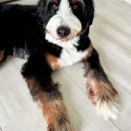 Bernedoodle, Goldendoodle, Poodle, and Sheepadoodle All Grown Up from Dapper Doodles