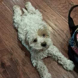 Aussiedoodle and Cockapoo Puppies from Ouachita River Cockapoos