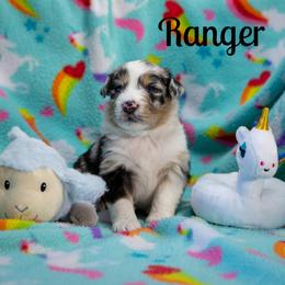 Ranger - Blue merle male Australian Shepherd puppy in Benton City, Washington from Eventide Australian Shepherds
