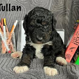 Tullan - Tri-color male Bernedoodle puppy in Spring Valley, Wisconsin from Filipiak Breeders