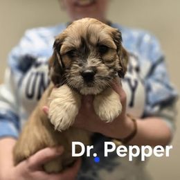Cavapoo Puppies from Jessie's Puppies