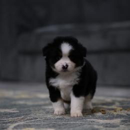 Boy 2 - Black tri male Toy Australian Shepherd puppy in Georgetown, Texas from Minikin Manor