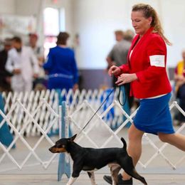 Rat Terriers and Teddy Roosevelt Terriers from Golden Hills Rat Terriers