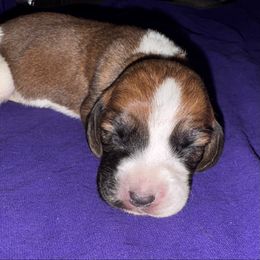 Lucy - Mahogany and white female Basset Hound puppy in Inman, Nebraska from Sandhill Hounds of Nebraska