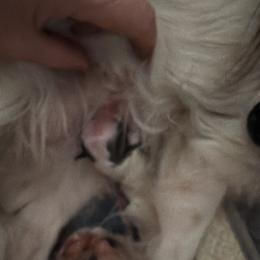 Dancer - White and sable female Papillon puppy in Blossvale, New York from Glenara Collies & Papillons