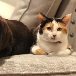Labrador Retriever Puppies from Tru-Heart Labradors