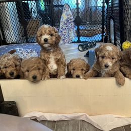 Goldendoodle Puppies from Ohio Valley Doodles