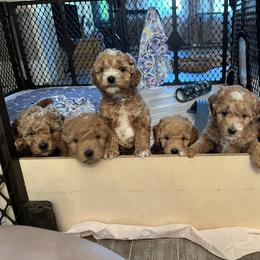 Goldendoodle Puppies from Ohio Valley Doodles