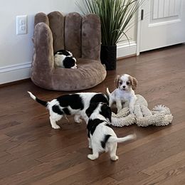 Cavalier King Charles Spaniel Puppies from CK Cavaliers