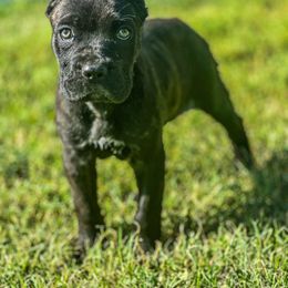 Saturn - Black brindle female Cane Corso puppy in Sandia, Texas from OneTime Cane Corso