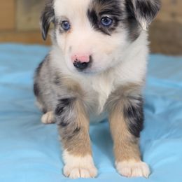 G1 - Blue merle female Miniature Australian Shepherd puppy in Citra, Florida from Southpaw Herders LLC