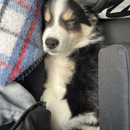 Border Collie Puppies from Cahill’s Canines
