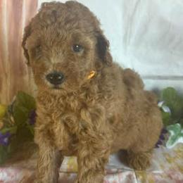 Orange Collar - Red  female Goldendoodle puppy in Waterford, California from Windy Hill Doodles