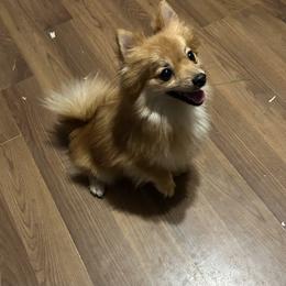 Foxy - Pomeranian