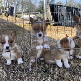 Pembroke Welsh Corgi Puppies from Southern Raised Corgis