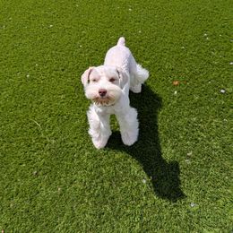 Sade - Miniature Schnauzer