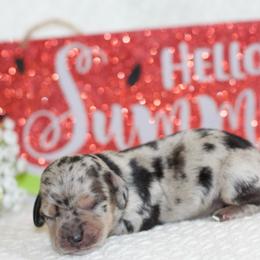 Nala - Dapple female Dachshund puppy in Bellville, Ohio from JK Mini Doxies