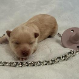 Johnny - Cream male Pomeranian puppy in Seneca, Missouri from Stephanie’s Puppy Colony