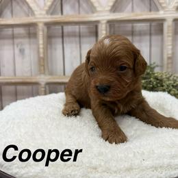Cooper (black Collar) - Red male Cavapoo puppy in Cabool, Missouri from Big Gulch Puppies