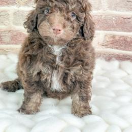 Samuel - Brown male Poodle puppy in Flint, Michigan from Anytime Doodles