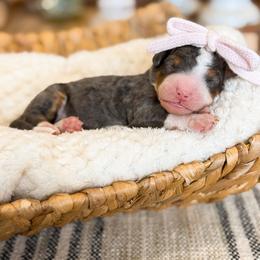 Vidalia - Blue merle female Bernedoodle puppy in Pittsburgh, Pennsylvania from WestPenn Doodles LLC